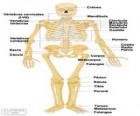 İnsan iskeleti. Kemikler insan vücudunun (İspanyolca)